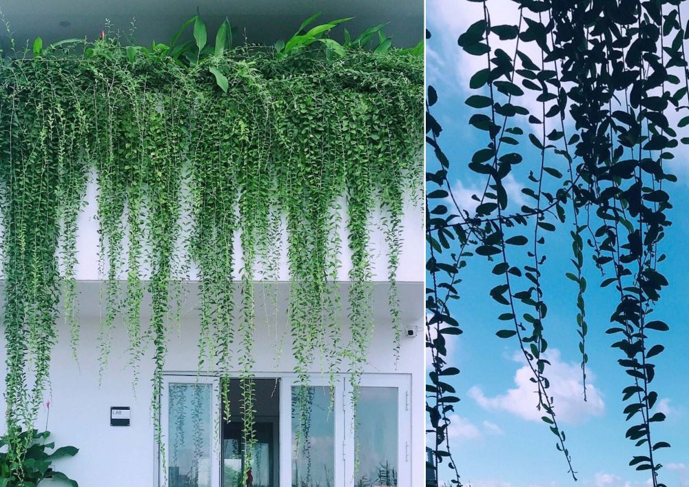 Greenery hanging plants in rows that provide shade for the ground floor lobby area.