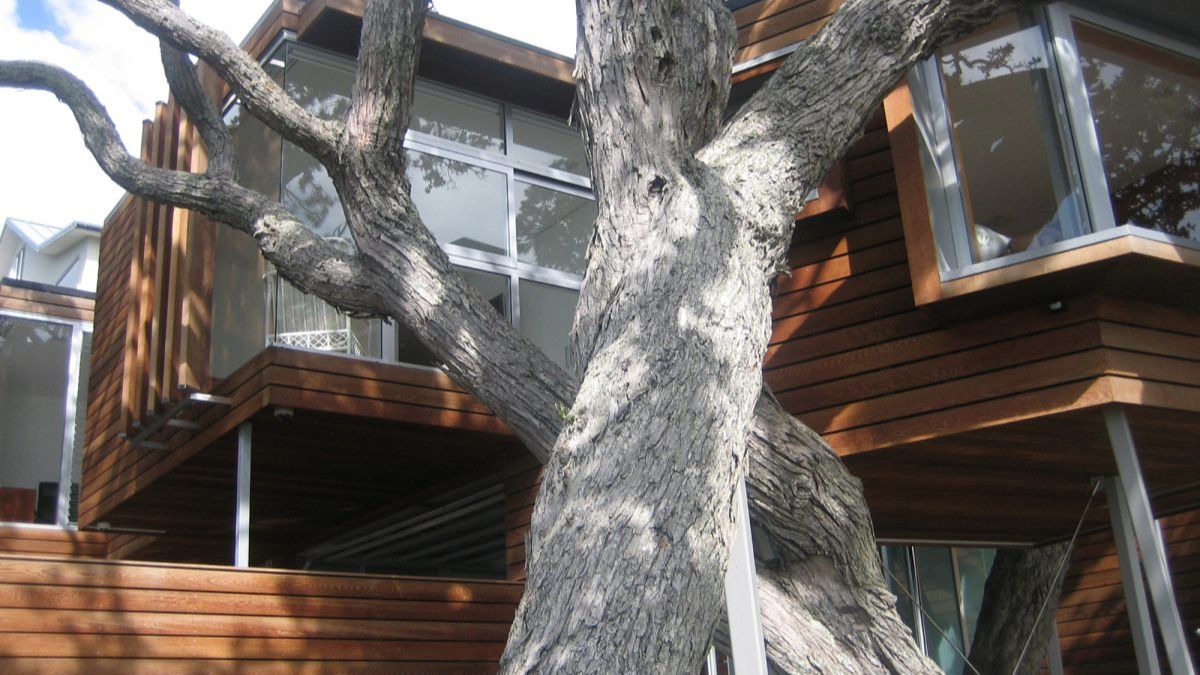 An exterior shot from a low angle showcasing the tree house-like room, highlighting the prominent tree trunk and branches in the foreground.