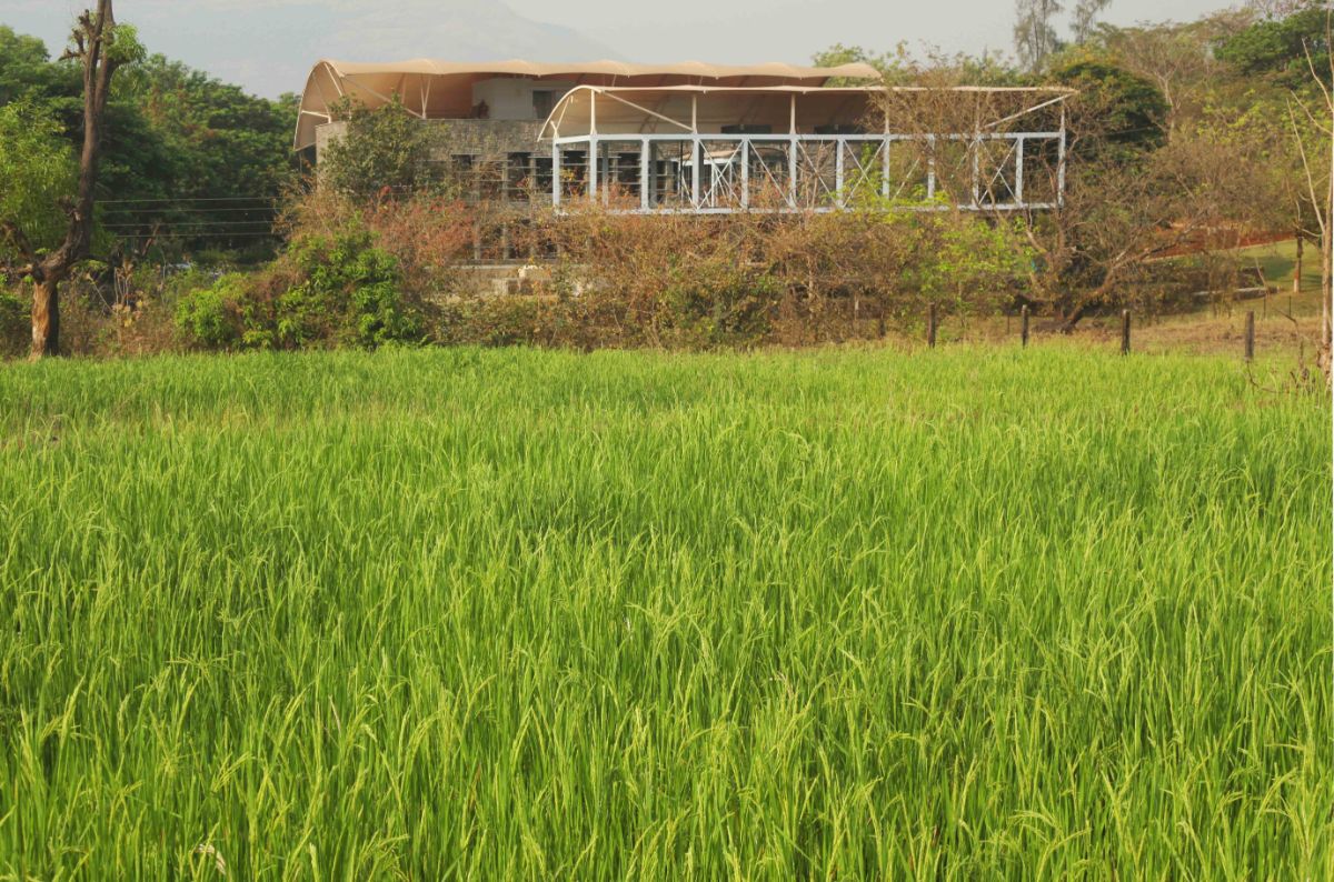 The veranda has the best view of the surrounding landscape and the greenery of the ricefield.