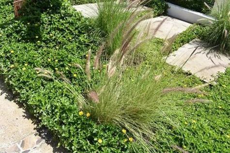 This is a close-up photograph of the outdoor landscape, highlighting the various planted plants.