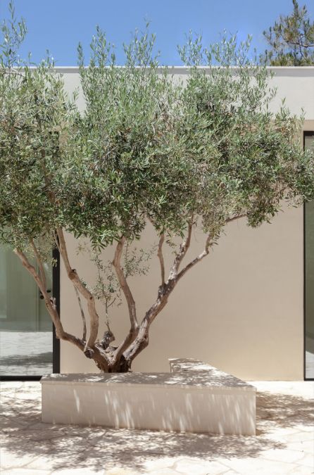 This is a photograph highlighting an olive tree located in close proximity to the dwelling.