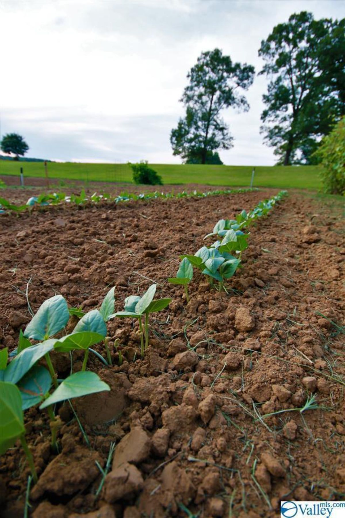 Vegetable garden