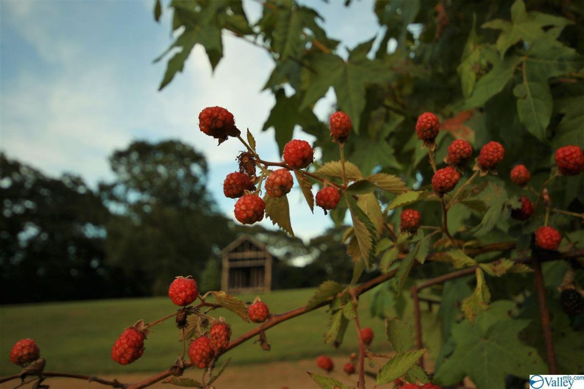 Berries