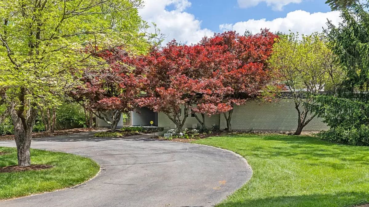 A driveway surrounded by trees.