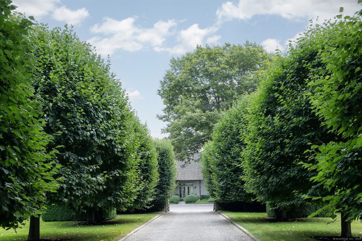 A driveway surrounded by trees.