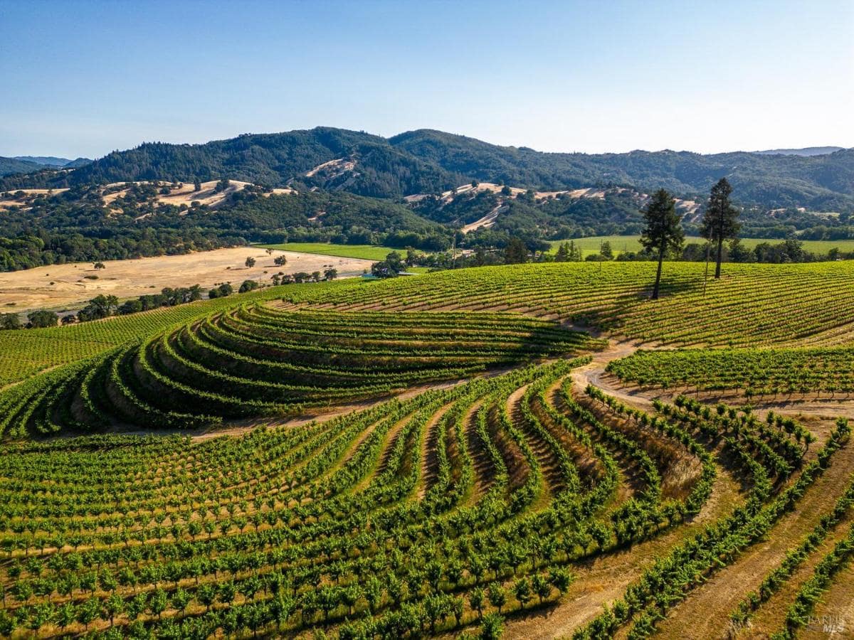 Aerial view of a vineyard with rows of grapevines, hills, and a pond.