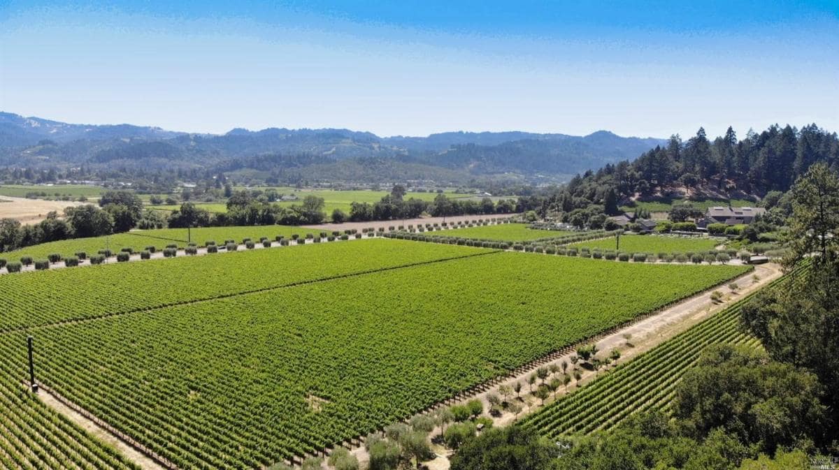 Aerial view of a vineyard with rows of grapevines and surrounding hills.