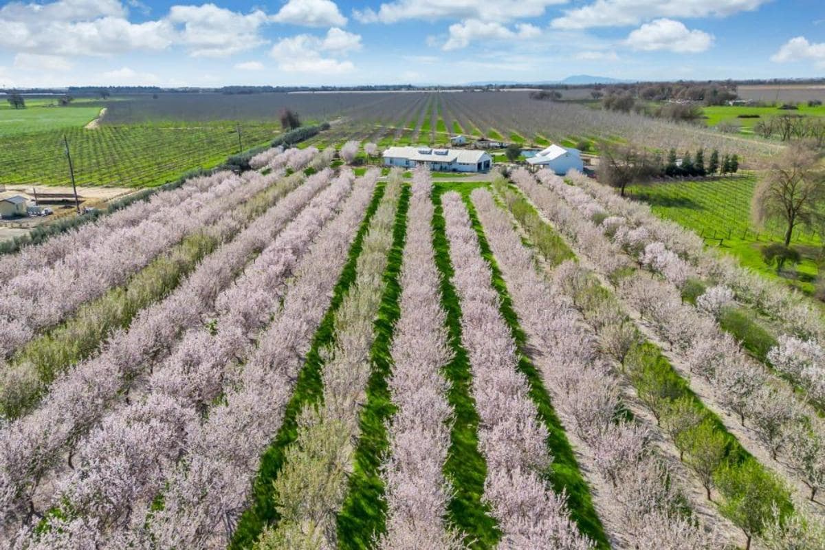 Aerial view of a farm with rows of flowering trees and a house in the center.