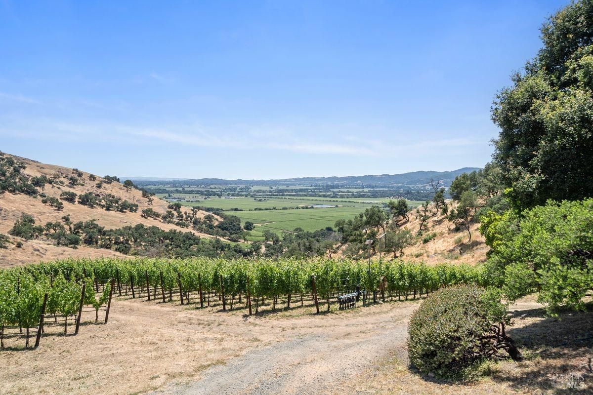 Vineyard situated on a hillside overlooking a valley