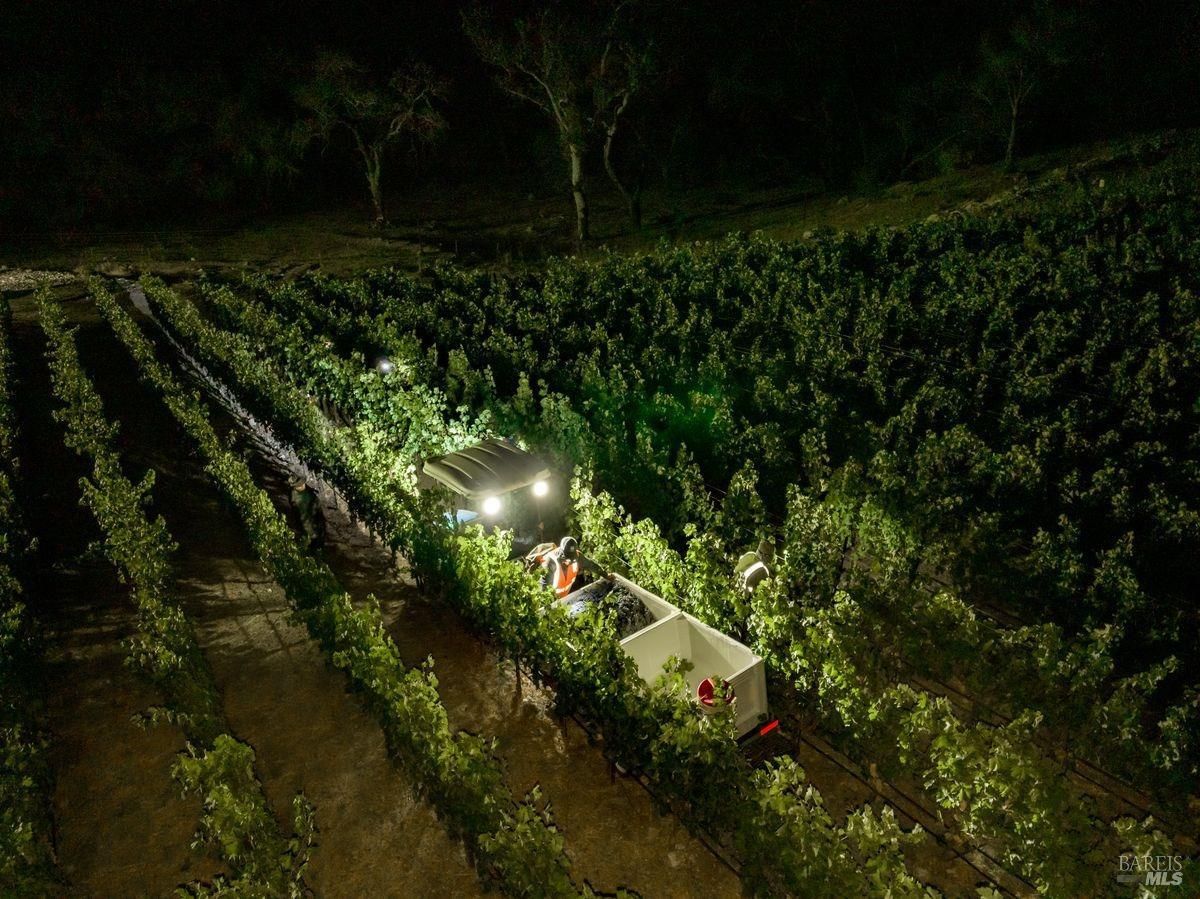 Aerial night shot of a vineyard during harvest