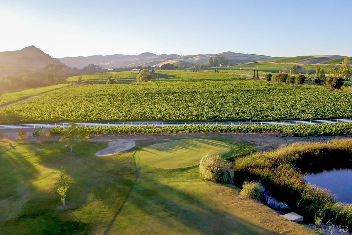 A vineyard with rows of grapevines stretches beyond a white fence in the middle of the image. Rolling hills and scattered trees are visible in the background beneath a clear sky.