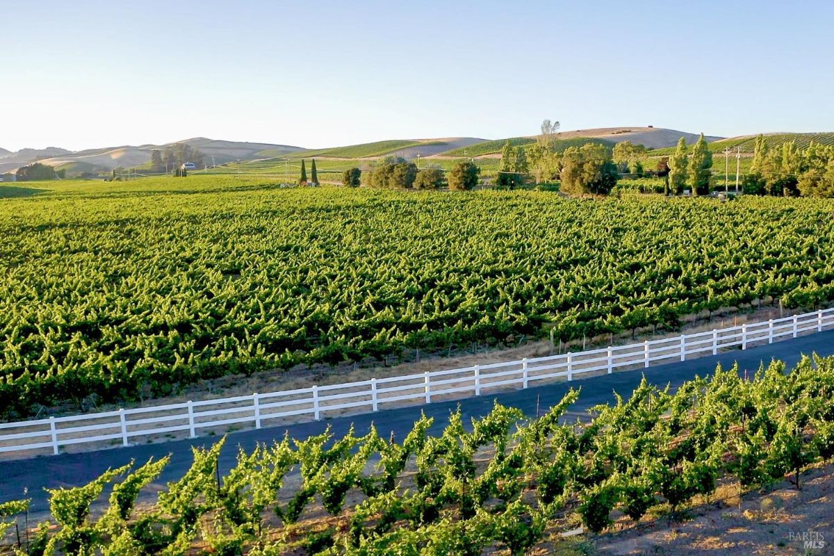 Vineyard with rows of grapevines stretching across the landscape. A white fence runs parallel to a paved road in the foreground. Rolling hills and scattered trees are visible in the background under a clear sky.