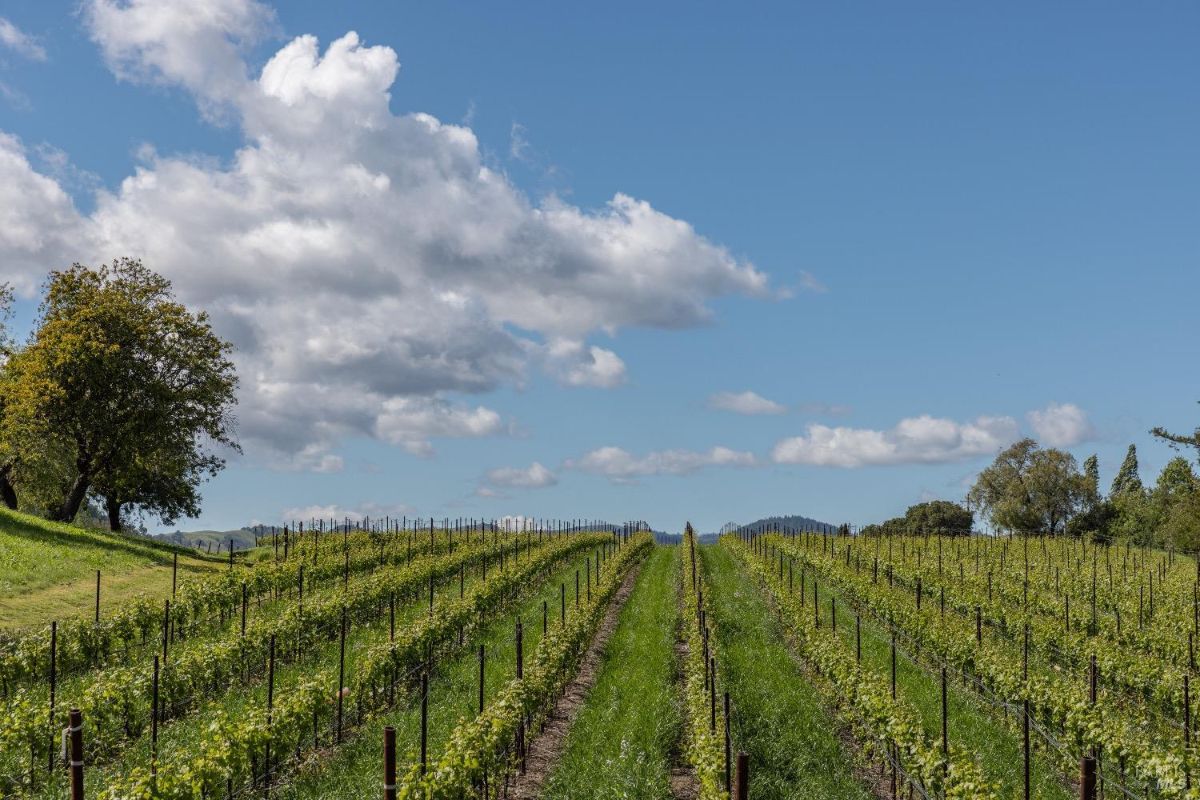 Rows of grapevines extending into the distance, supported by evenly spaced posts. A dirt path runs between the rows of plants, dividing the vineyard. Above, the sky is filled with scattered clouds, and trees border the vineyard on the left and right sides.