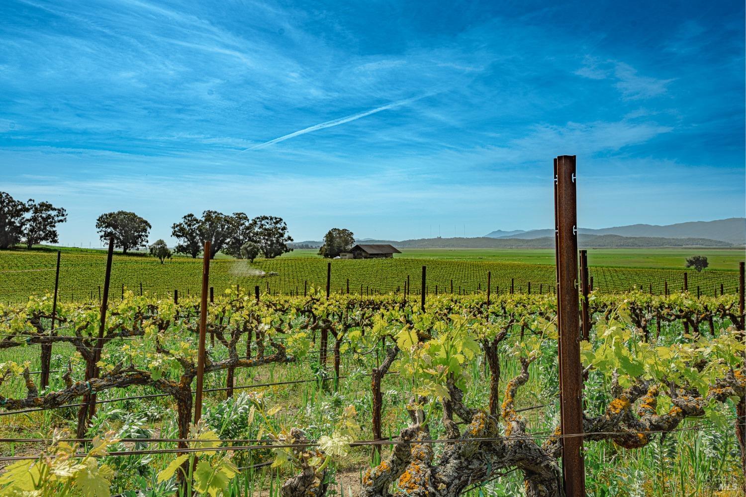 This image captures the heart of wine country, with rows of grapevines stretching across the landscape under a brilliant blue sky. A rustic barn in the distance adds to the rural charm, while the sun shining through the trees creates a sense of warmth and tranquility.