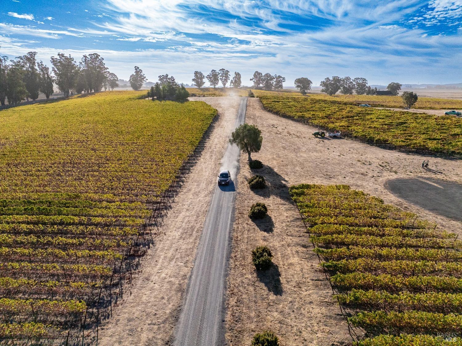 A lone vehicle kicks up dust as it travels down a dirt road that cuts through a vast vineyard, creating a striking contrast between the cultivated land and the untamed spirit of exploration. The expansive landscape, bathed in sunlight under a bright blue sky, evokes a sense of freedom and the beauty of rural life.