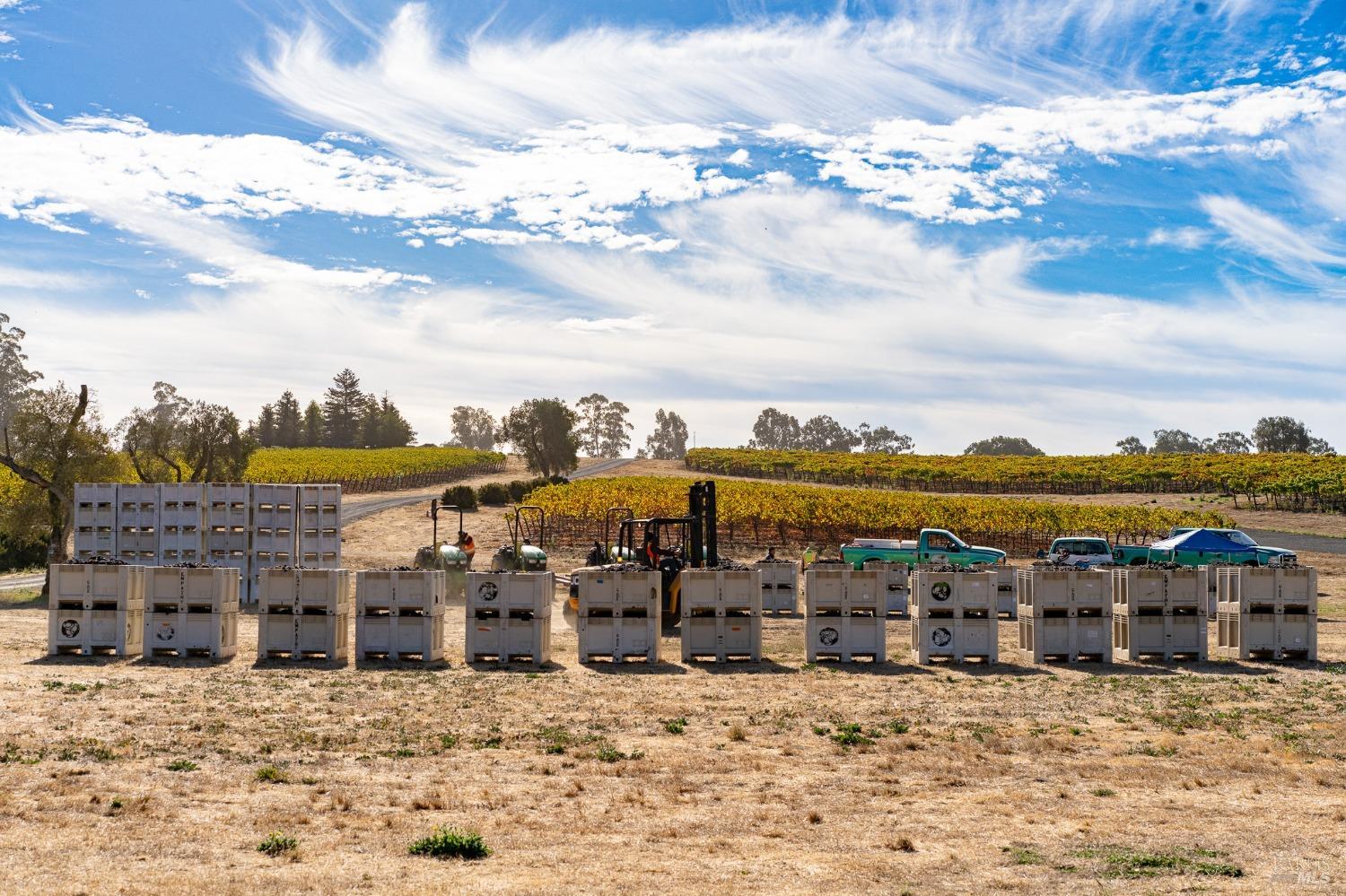 A vineyard scene with rows of grapevines, a forklift, and crates ready for harvest. The sky is a beautiful blue with wispy clouds.