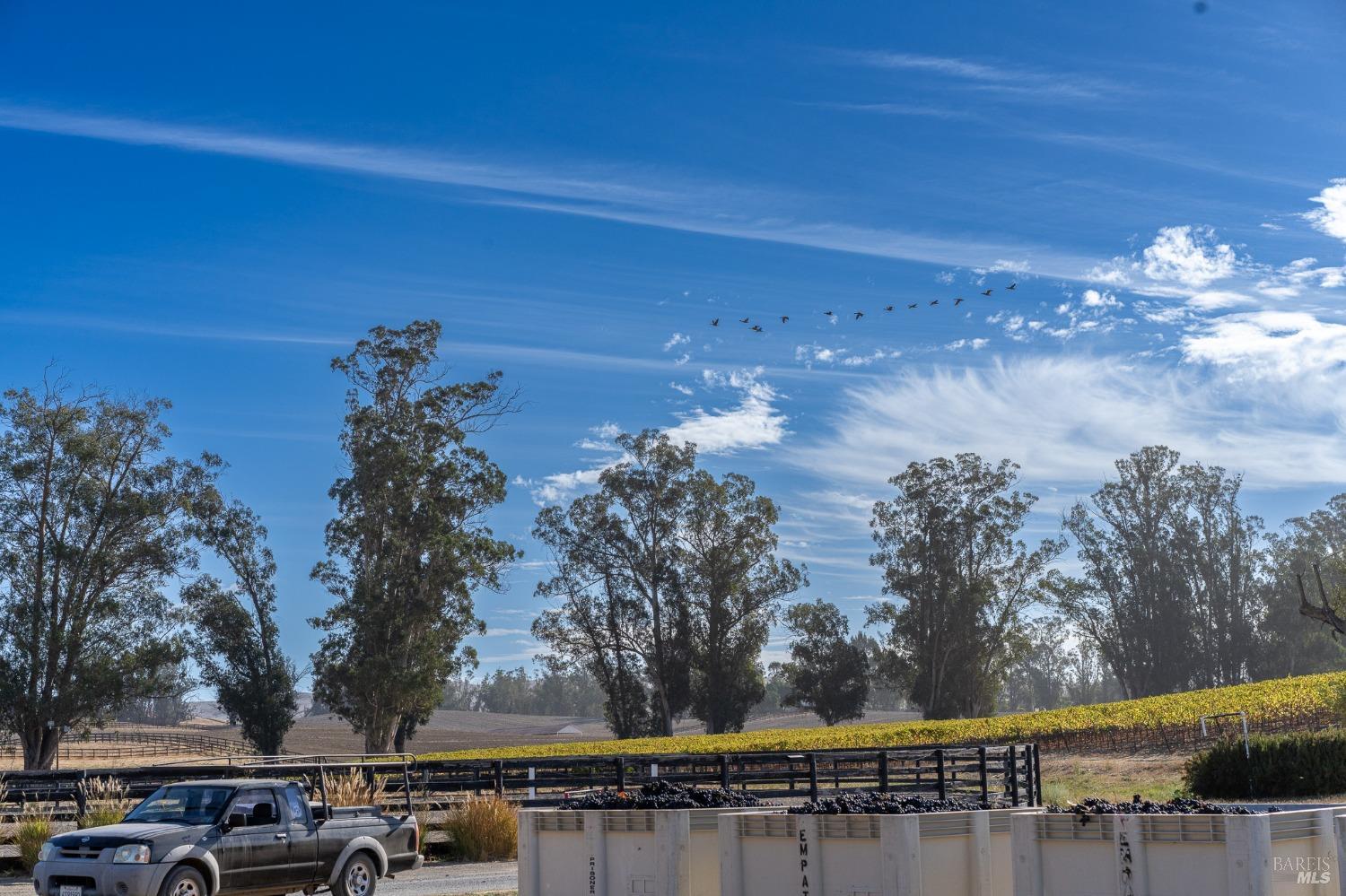 This vibrant scene captures the essence of harvest time in a vineyard. Bins brimming with freshly picked grapes stand ready for processing, while a truck waits to transport them. Overhead, a flock of birds soars against a backdrop of a breathtaking blue sky, adding a sense of freedom and wildness to the cultivated landscape.