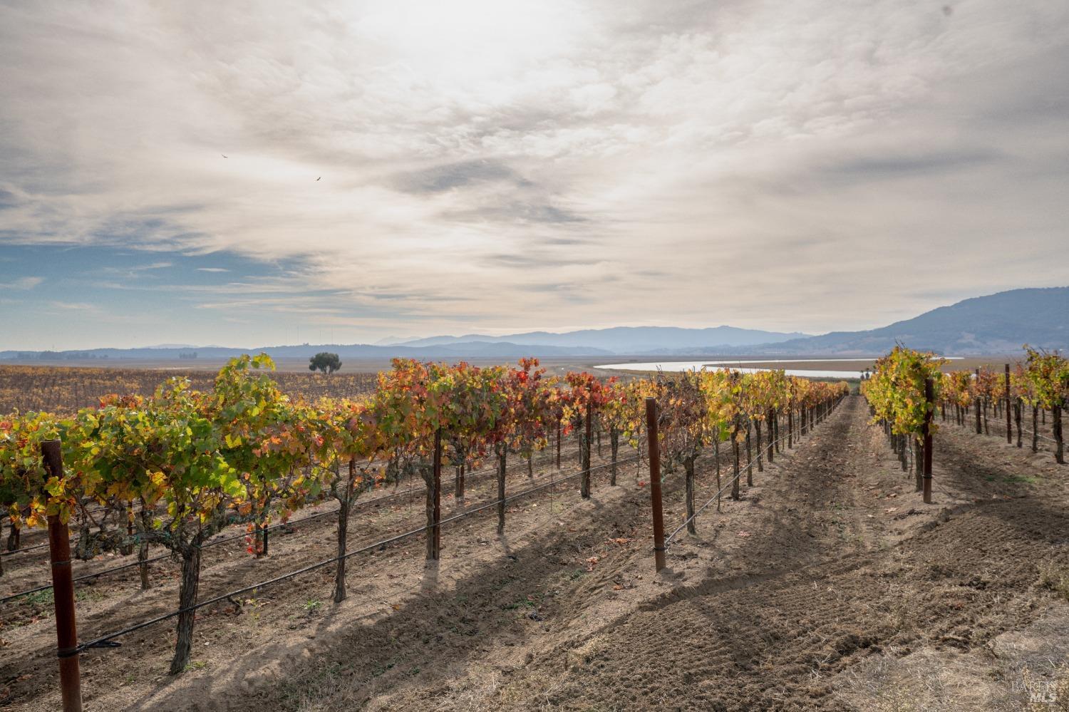 A picturesque vineyard with rows of grapevines displaying autumn colors. The vines stretch towards a distant lake and mountains, under a cloudy sky.