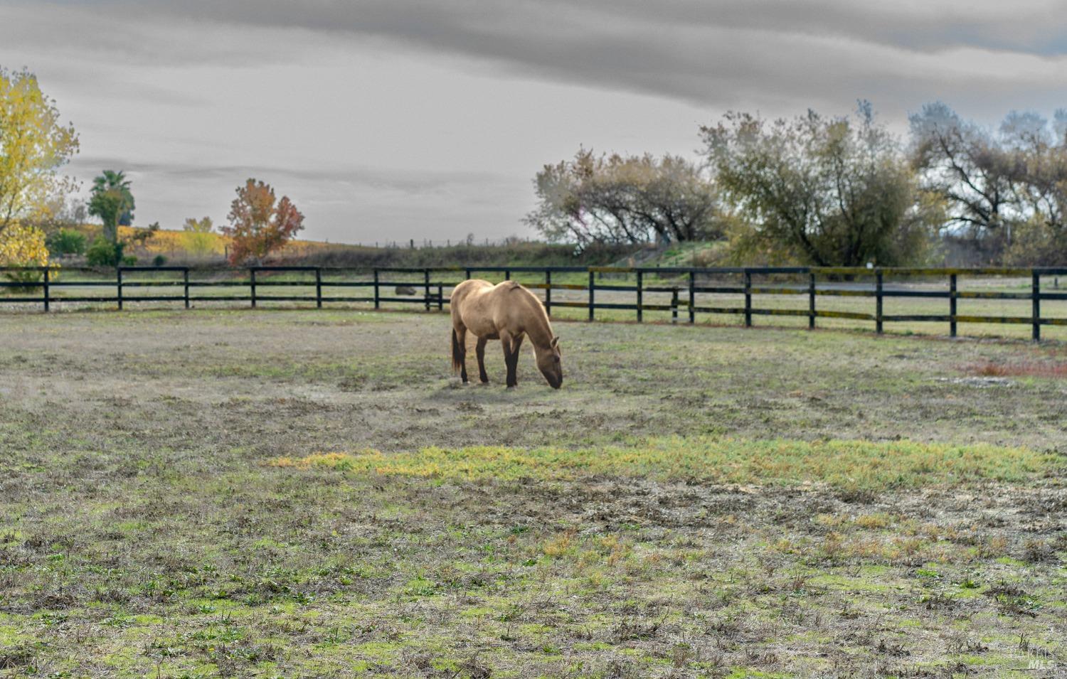 A lone horse grazes in a fenced-in field. The sky is overcast, and the trees in the background are bare.