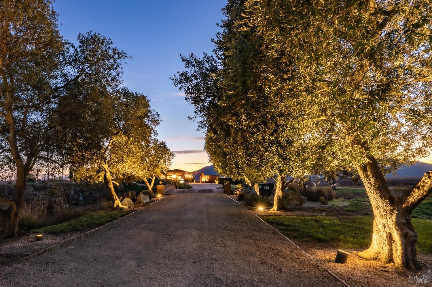 A picturesque driveway, lined with illuminated olive trees, leads to an inviting home nestled amidst a tranquil landscape. The soft glow of the lights creates a warm and welcoming ambiance as dusk settles over the estate.