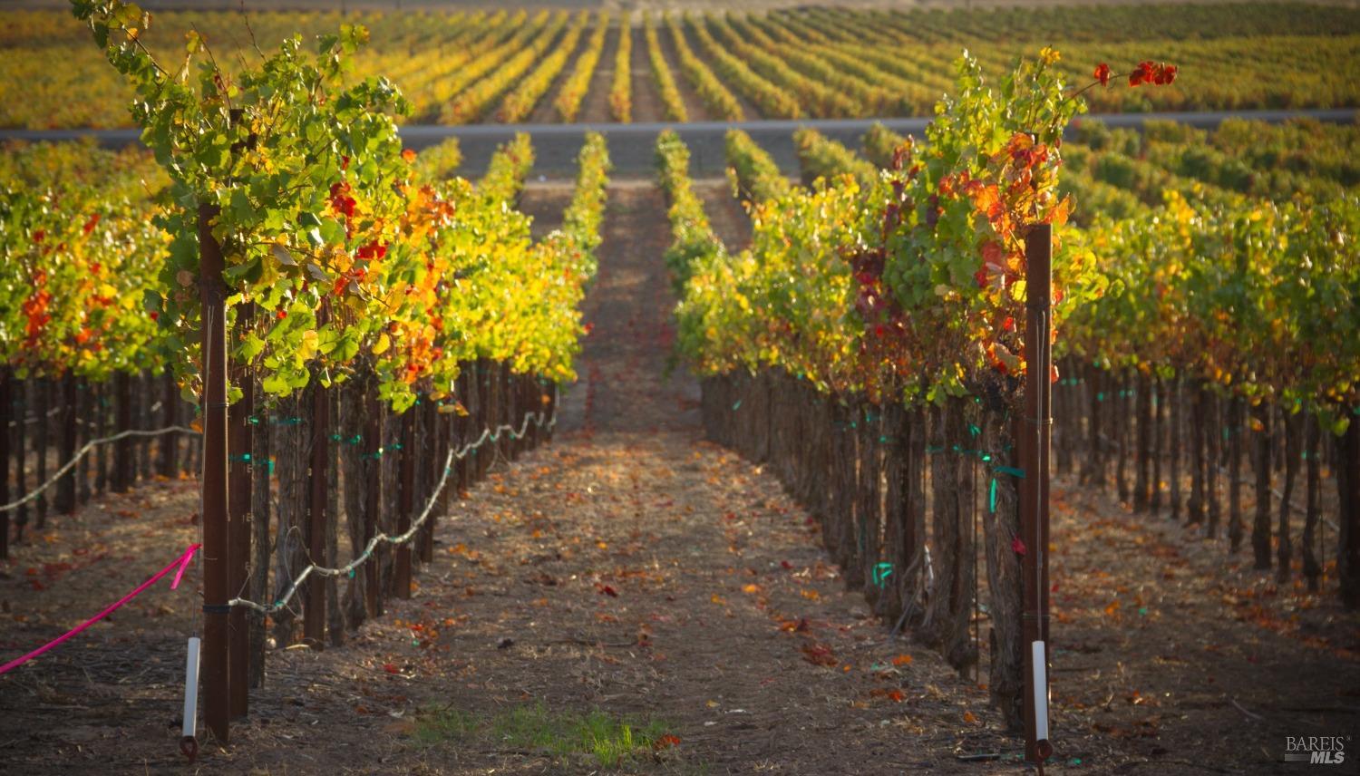 Golden hour bathes these rows of grapevines in a warm light, highlighting the transition to fall with leaves tinged in red and yellow hues. The neat rows and carefully tended vines speak to the dedication and care put into cultivating this vineyard.