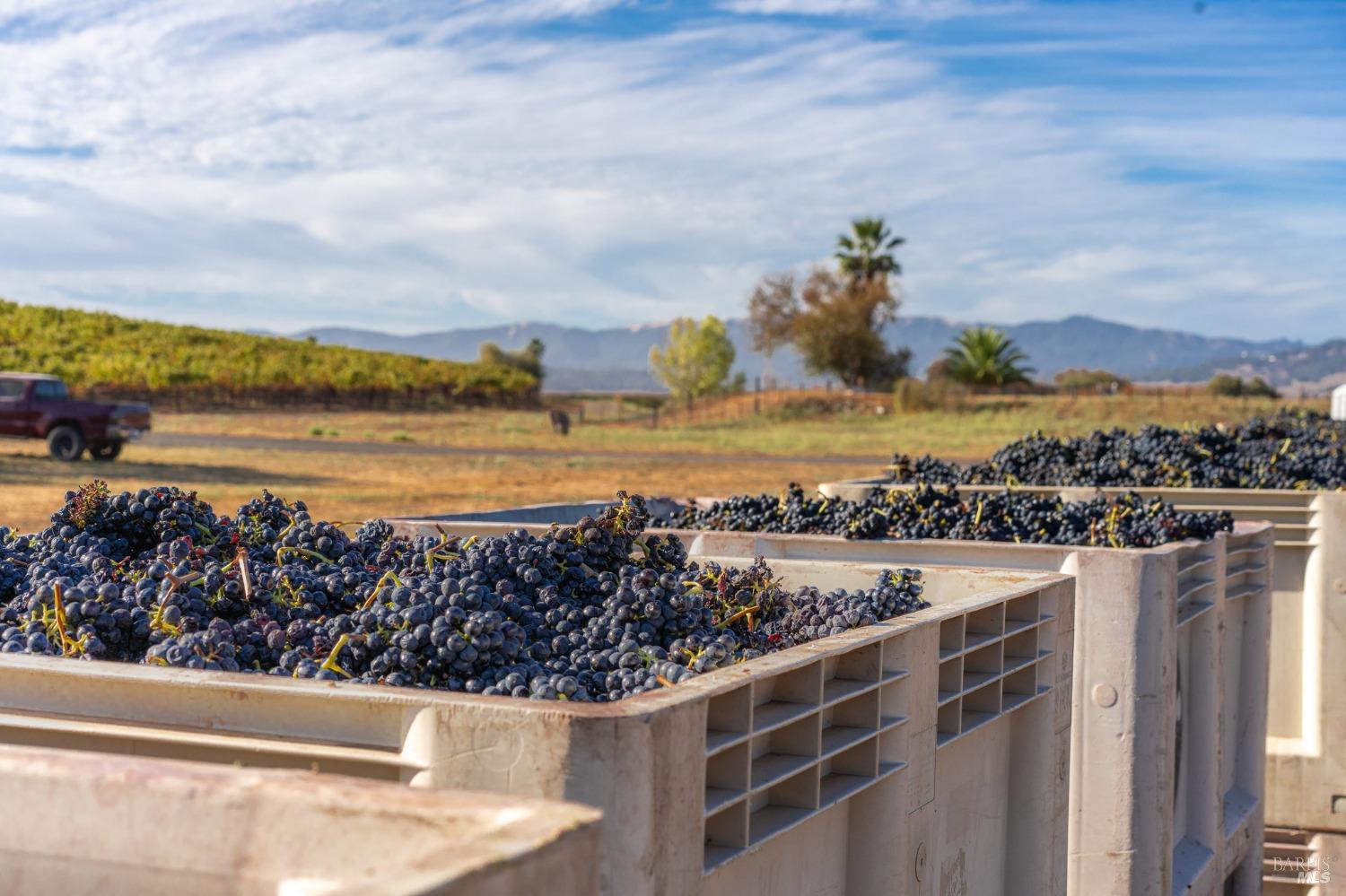 A row of crates filled with freshly harvested, dark purple grapes. The crates are lined up in a field, with a truck and rolling hills in the background.