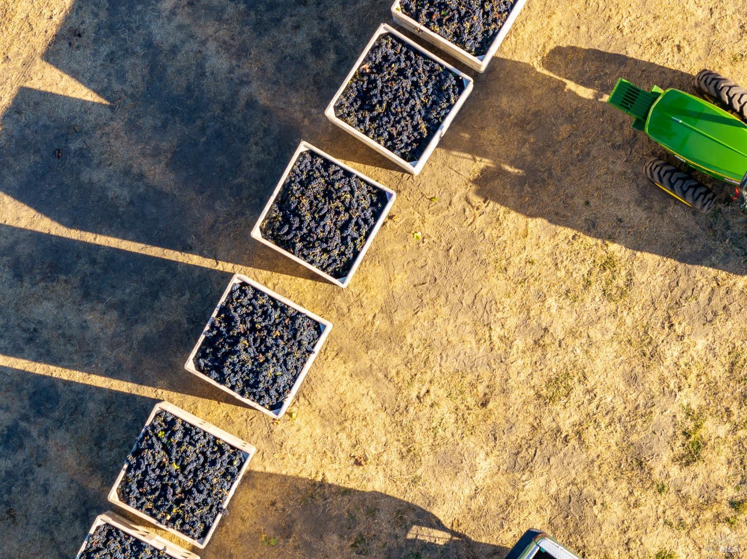 A top-down view of a vineyard harvest. Rows of crates filled with freshly picked grapes are lined up, casting long shadows on the ground. A tractor is visible in the background, likely used to transport the grapes.