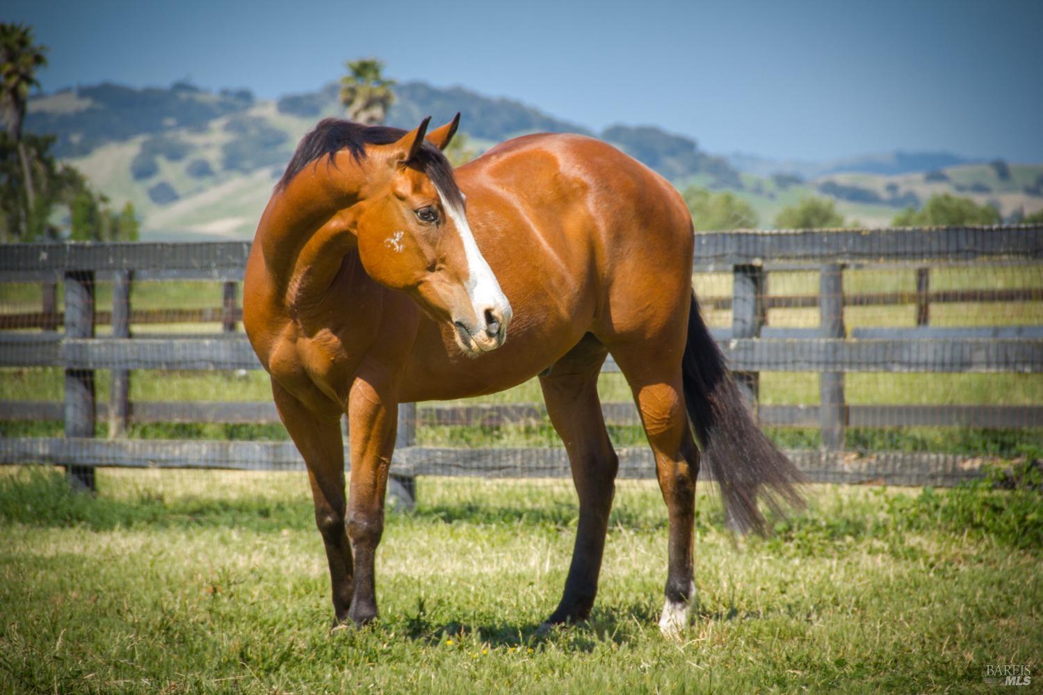 This appears to be a healthy and well-groomed horse, likely an American Quarter Horse, enjoying a leisurely graze in a fenced pasture. Its gleaming coat, alert expression, and muscular build suggest that it is well-cared for and possibly used for riding or equestrian activities.