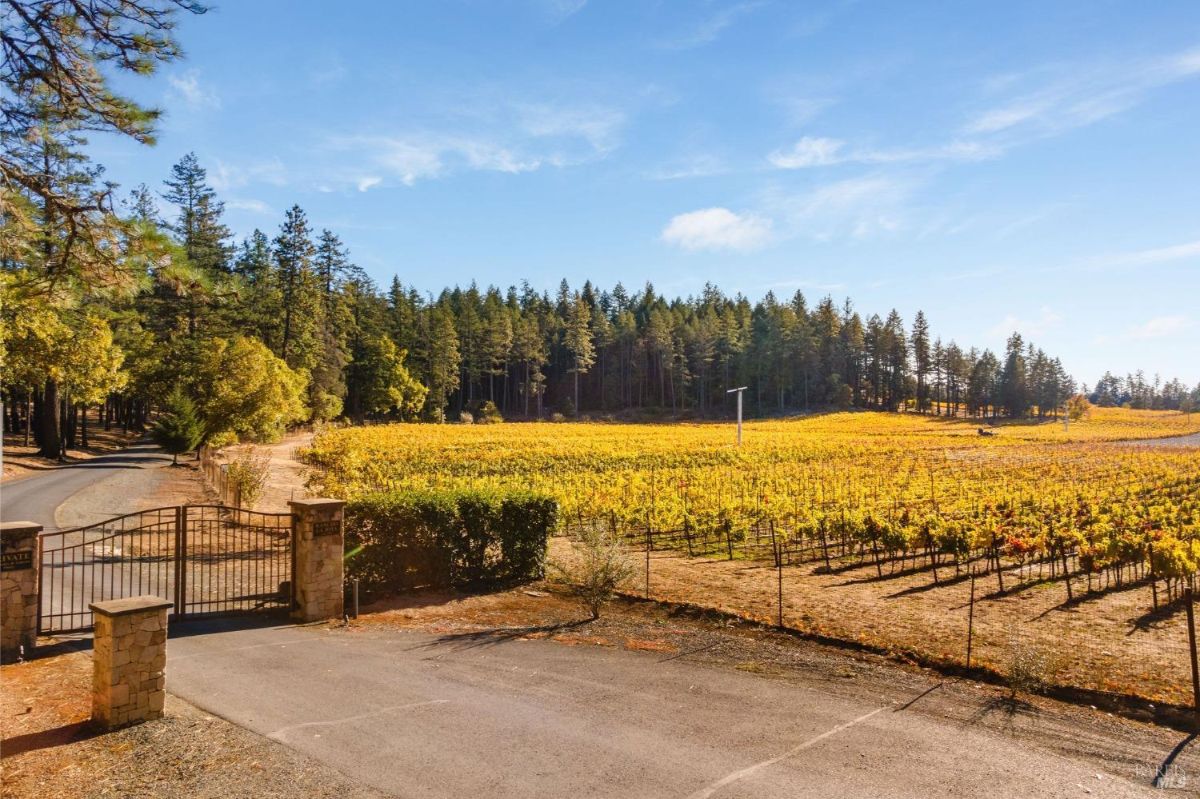 Gated entrance to a vineyard with fields of grapevines and surrounding forest.