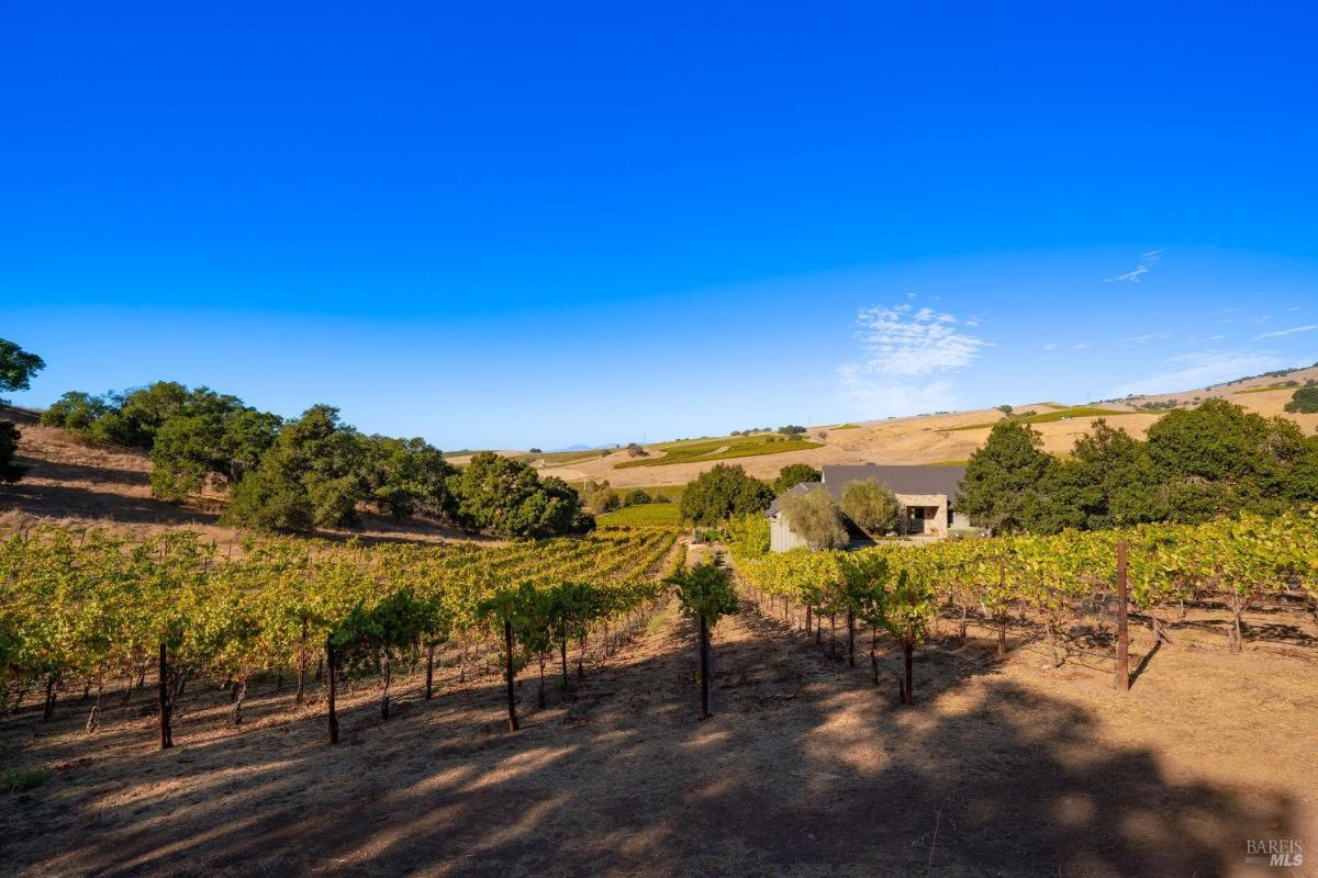 Rows of grapevines extend across a gently sloping hillside with a house partially visible in the background. Surrounding trees and golden hills create a scenic agricultural landscape under a clear blue sky.