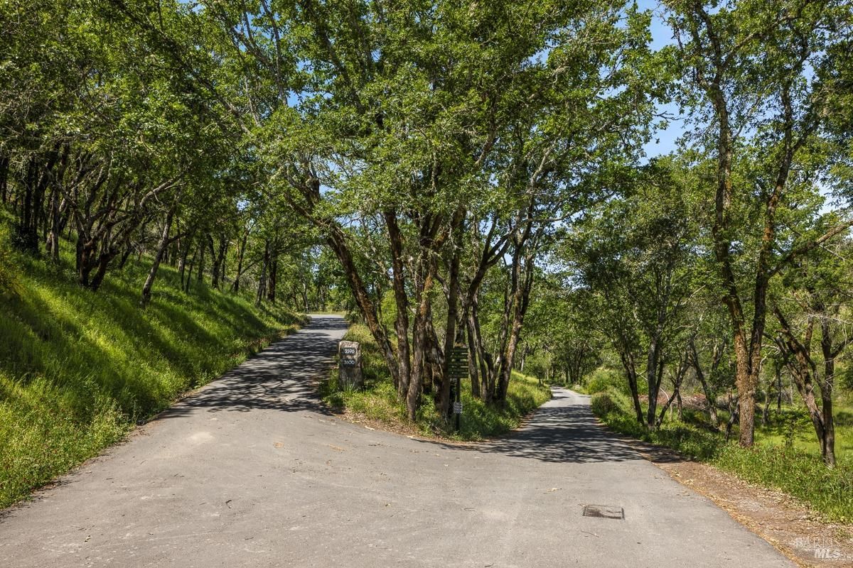 A forked pathway surrounded by tall trees and lush green vegetation. The scene evokes a tranquil and natural environment, with the paths leading to different parts of the property.