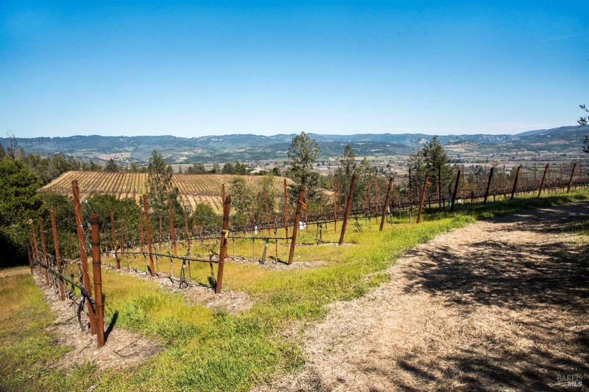 Rows of grapevines planted on a hillside. Overlooks a scenic valley with rolling hills. Blue sky with white clouds. A dirt path runs alongside the vineyard.