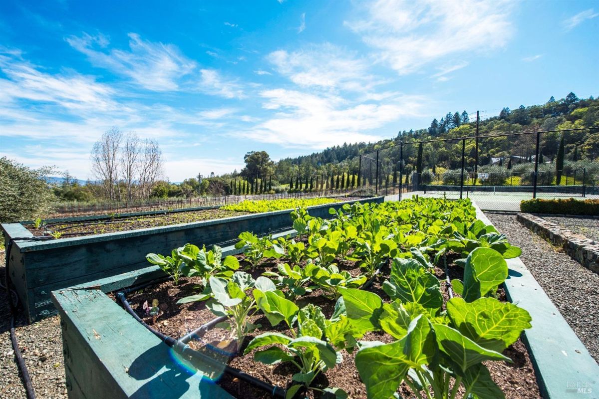 Raised garden beds filled with various green vegetables. Located on a hilltop with a view of vineyards and a tennis court in the distance. Blue sky with white clouds. The garden beds are watered with a drip irrigation system.