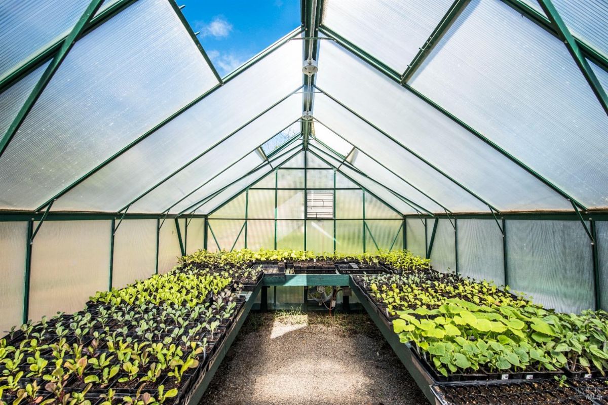 Large greenhouse with a clear plastic roof and metal frame. Rows of seedling trays filled with young plants. Natural light illuminates the interior. Located outdoors under a blue sky.