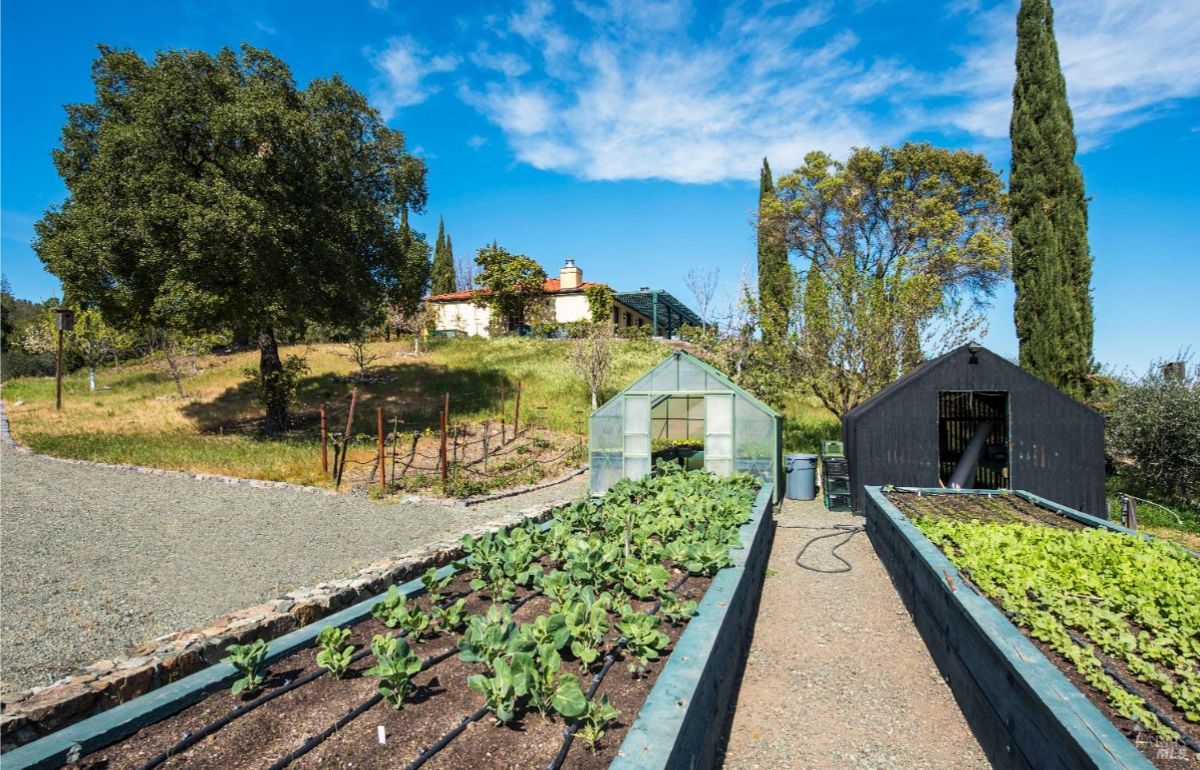 Raised garden beds filled with various green vegetables. Located on a hilltop with a view of a house and a greenhouse in the distance. Blue sky with white clouds. The garden beds are watered with a drip irrigation system.