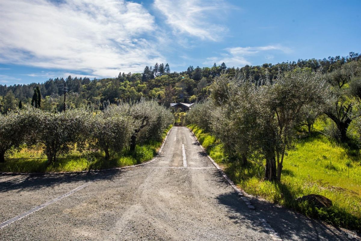 Gravel driveway lined with olive trees. Leads to a large house nestled among the trees. Blue sky with white clouds. Lush green landscape surrounds the property.