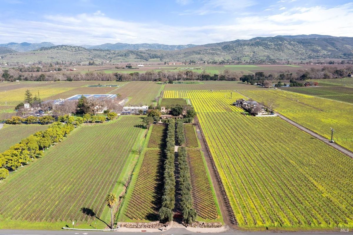 Vast vineyard estate stretching into the rolling countryside, framed by hills and open skies.