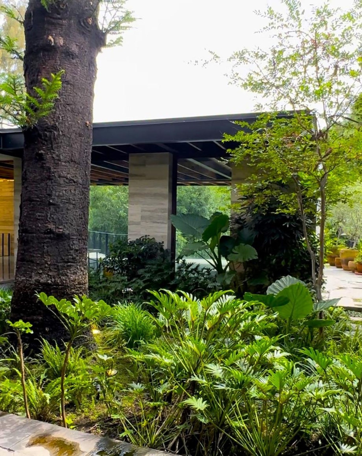 Exterior garden with a variety of green plants and a tall tree framing a modern structure.